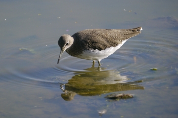 Sightings and news to week ending 7 September